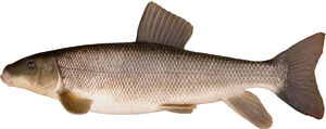white_sucker